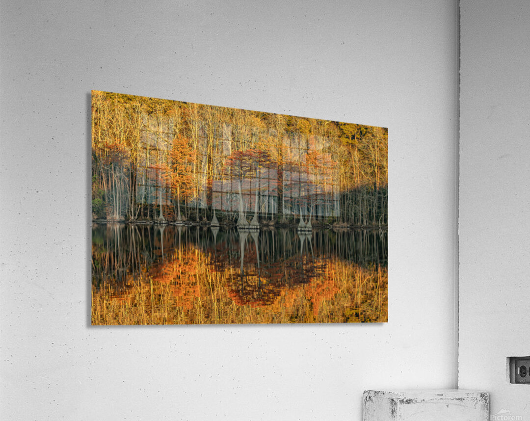 Cathedral of Embered Trees Acrylic Print