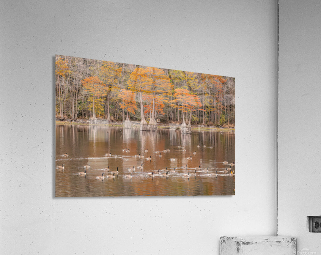  Autumn’s Gathering at the Waterline Acrylic Print