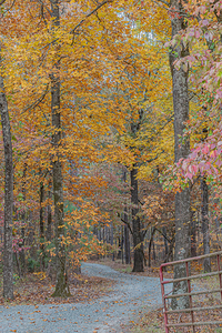 Autumn’s Winding Path
