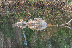 The Sunbathers’ Secret Isle