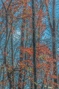 Scarlet Chorus in the Cold Light