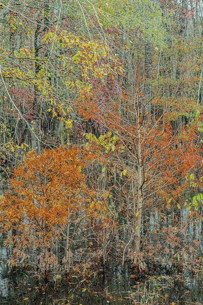 Autumn Layers of Color by Richard Mathis
