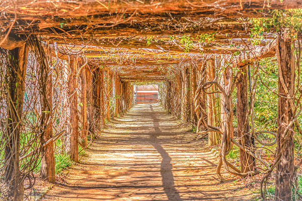 UNC Pergola Tunnel by Richard Mathis