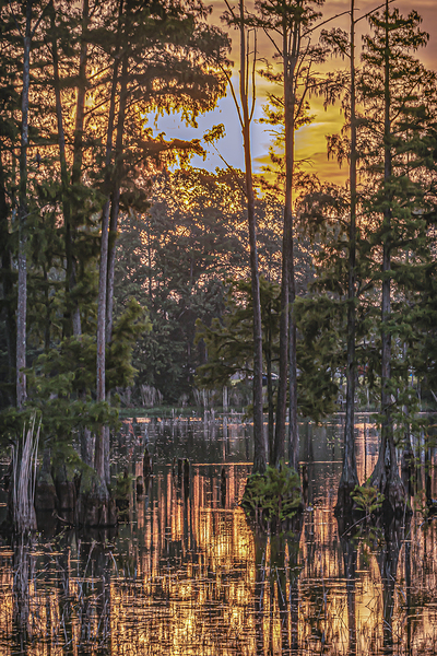Golden Hour in the Swamp by Richard Mathis