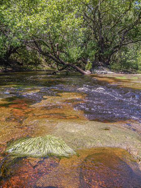 Streamside Serenity by Richard Mathis
