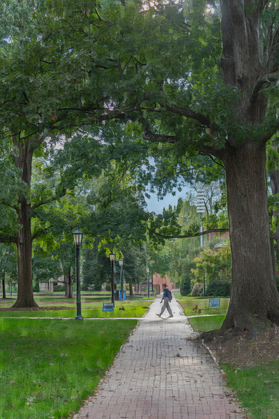 Stroll Under the Canopy by Richard Mathis