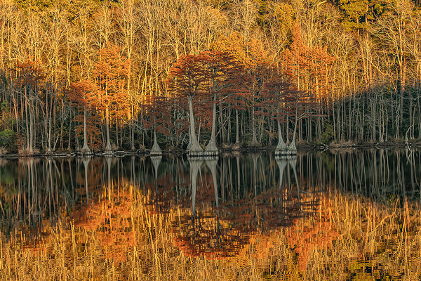 Cathedral of Embered Trees by Richard Mathis