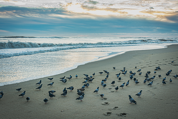 Flock of Birds on the Shore by Richard Mathis
