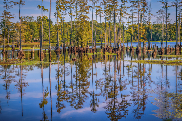 Reflections of the Cypress by Richard Mathis