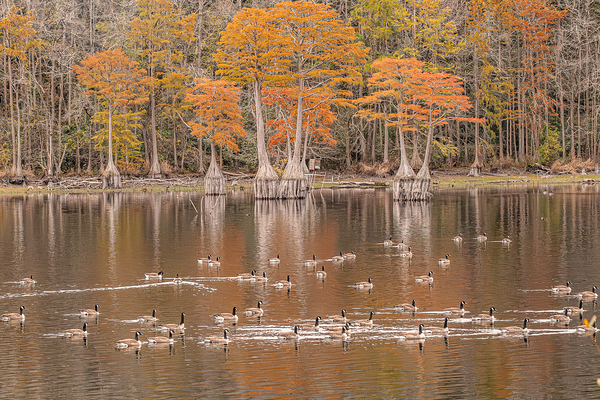  Autumn’s Gathering at the Waterline by Richard Mathis