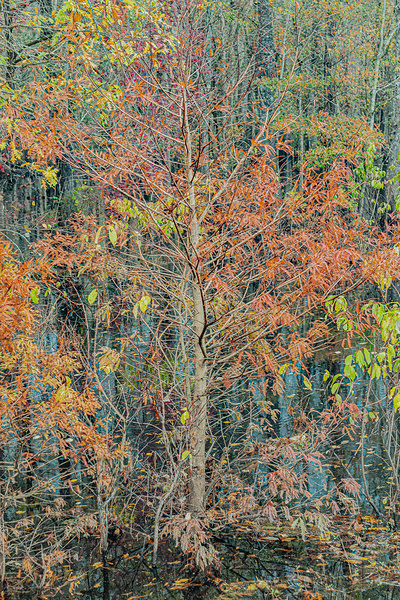Standing Tall in Autumn by Richard Mathis