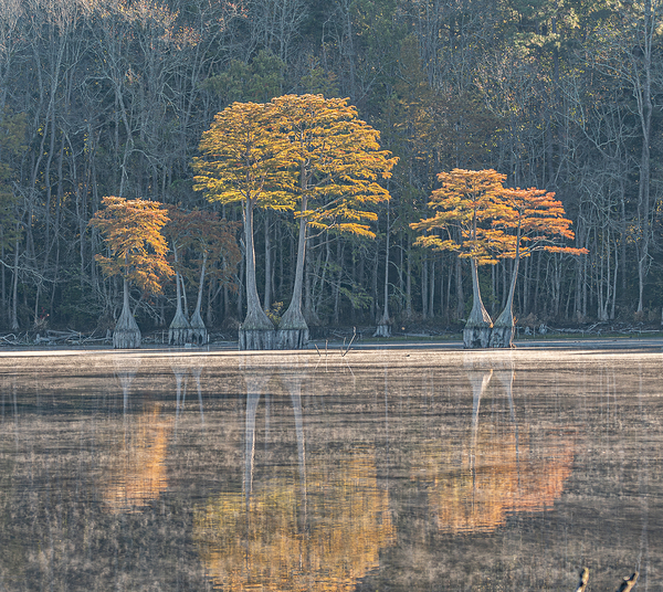 The Cypress Keepers by Richard Mathis