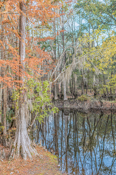 Autumns Embrace: Cypress Roots by the River by Richard Mathis