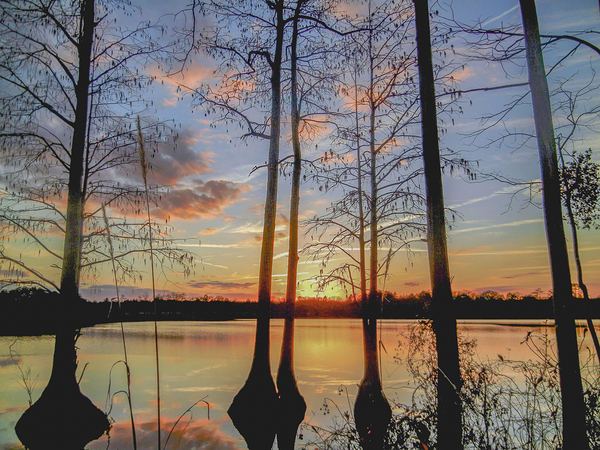 Twilight Through the Cypress by Richard Mathis