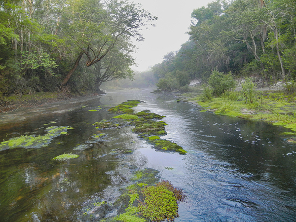 Misty Morning Serenity by Richard Mathis