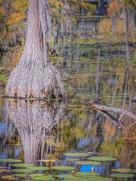 Cypress Reflection by Richard Mathis