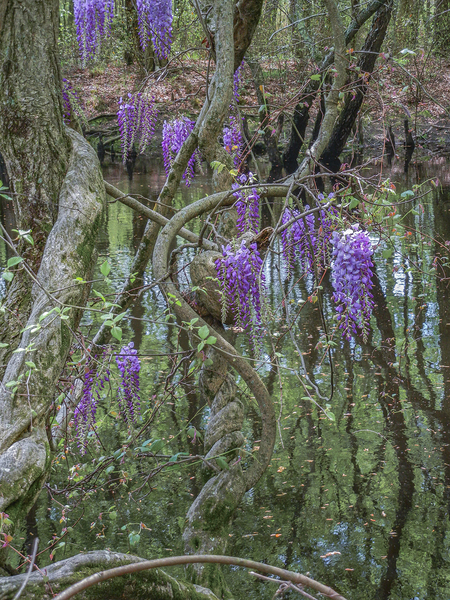 Wisterias Whispers by Richard Mathis