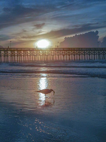 Bird and Pier at Sunrise by Richard Mathis