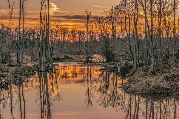 Golden Path of the Marsh by Richard Mathis