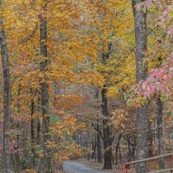 Autumn’s Winding Path