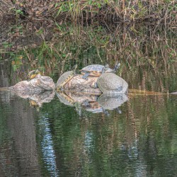 The Sunbathers’ Secret Isle