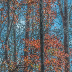 Scarlet Chorus in the Cold Light