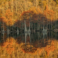 Cathedral of Embered Trees