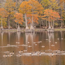  Autumn’s Gathering at the Waterline