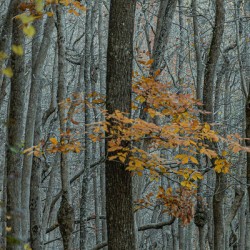 In the Quiet of Bare Branches