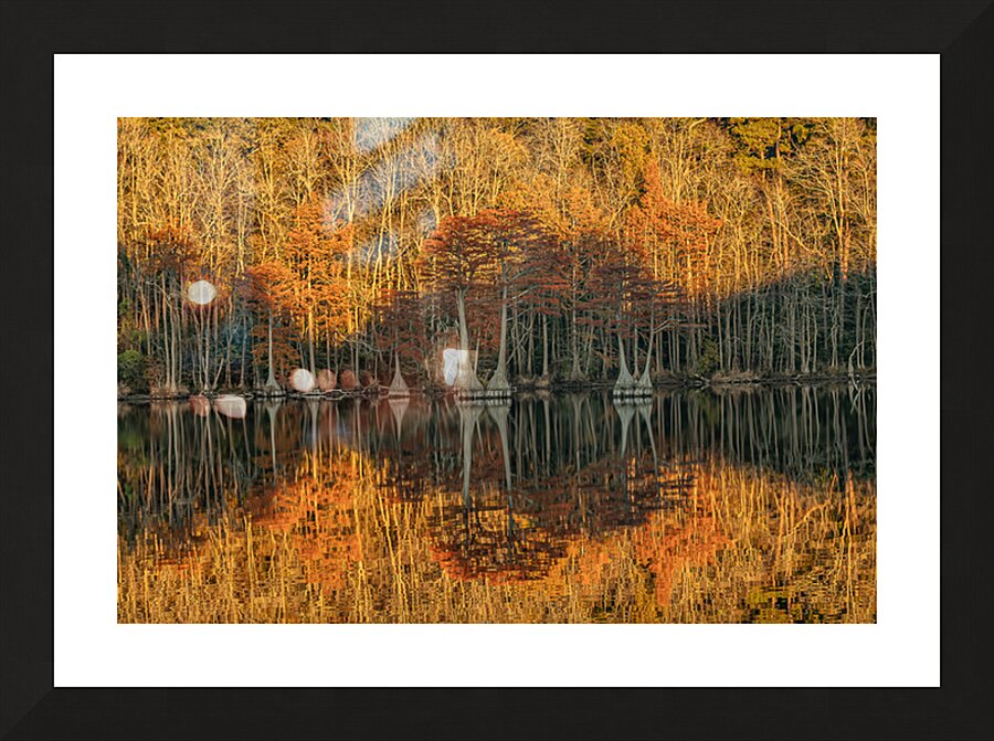 Cathedral of Embered Trees Picture Frame print