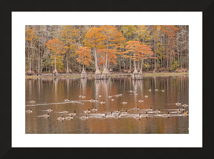  Autumn’s Gathering at the Waterline Picture Frame print