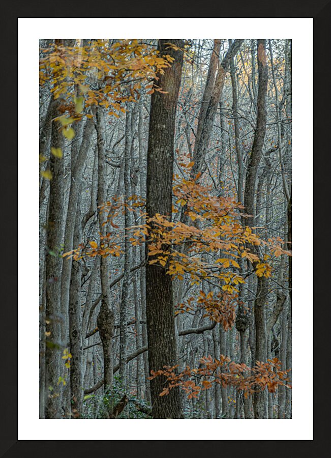 In the Quiet of Bare Branches Picture Frame print