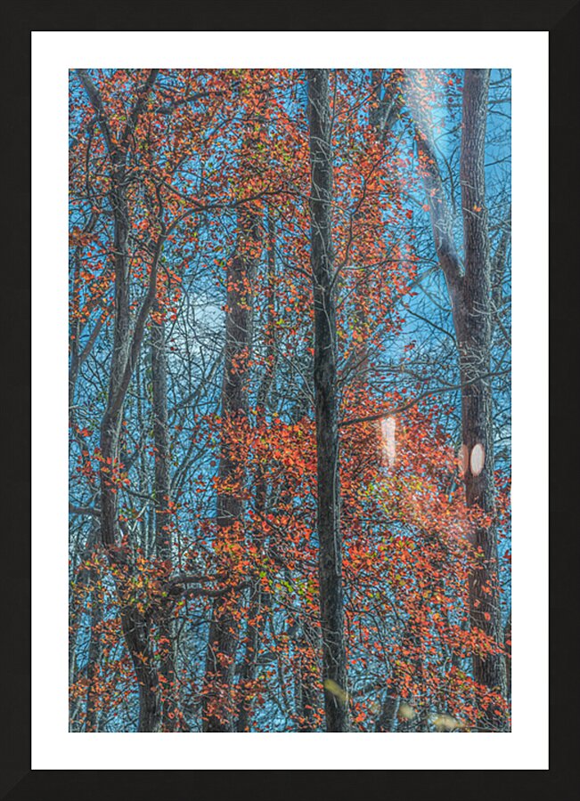 Scarlet Chorus in the Cold Light Picture Frame print