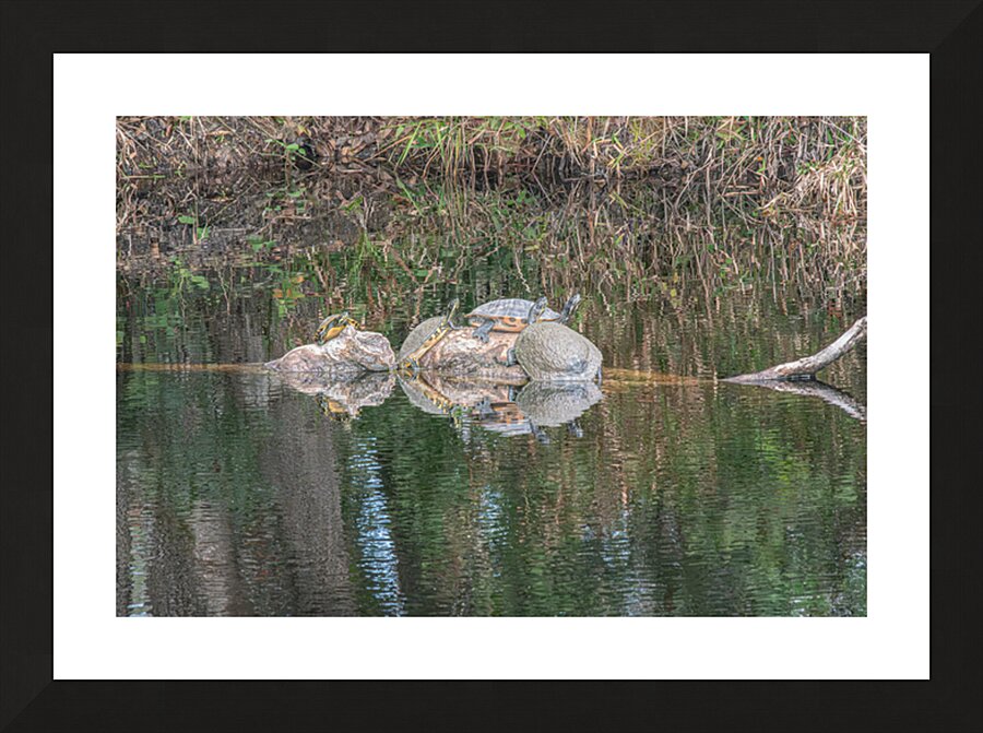 The Sunbathers’ Secret Isle Picture Frame print