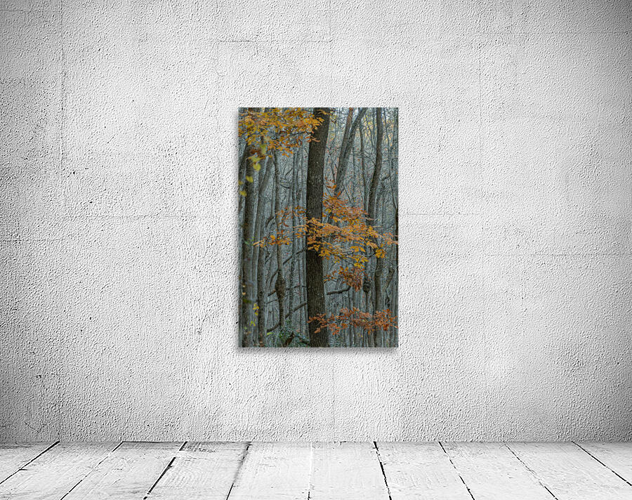 In the Quiet of Bare Branches Wall Preview
